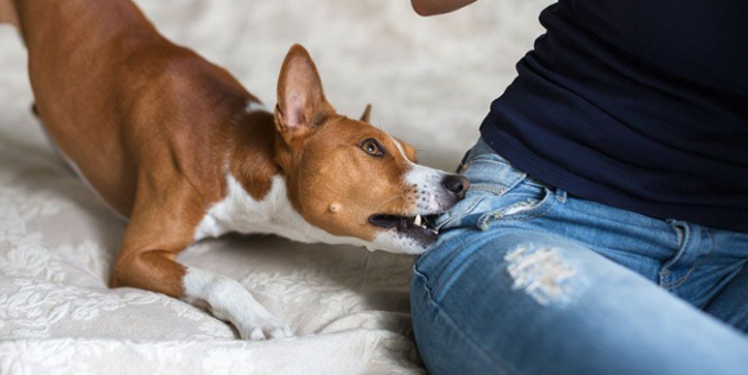 dog-bite-680x340
